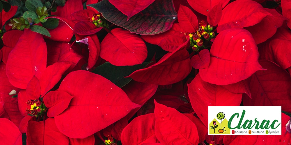 Entretien poinsettia : astuces pour prolonger sa floraison